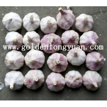 Health Chinese Fresh New Crop Garlic